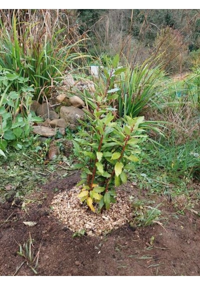 Videolu Mis Kokulu 1 Adet Defne Ağacı Fidanı 60-120cm Saksılı\tüplü Laurel Tree Sapling