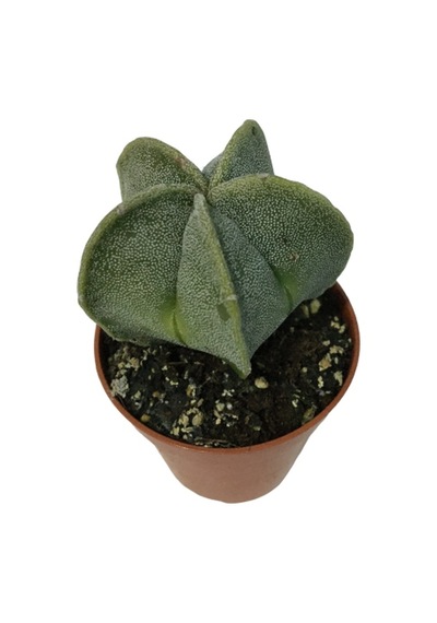 Nadir Kaktüs - Astrophytum Myriostigma - Astro Kaktüs