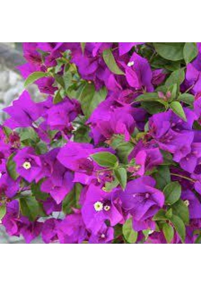 Mor Begonvil Çiçeği Fidanı 20-40cm Saksılı Çiçekli Bodur Bitkiler Purple Bougainvillea