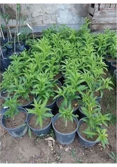 Videolu Kokulu Melisa Parfüm Çiçeği Fidanı 20-30 Cm Saksılı Çiçekli Bodur Bitkiler Cestrum Nocturnum