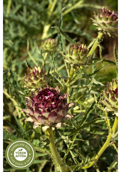 Yörem Afyon Doğanın Arınma Detoksu Hakiki Enginar Yaprağı Cynara Scolymus 60gr.