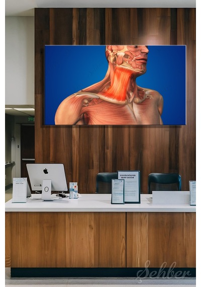 İnsan Boyun Kaslarının Anatomisi Platysma Kası 3d Tıbbi İllüstrasyon Kanvas Tablo Yatay Tekli 3557