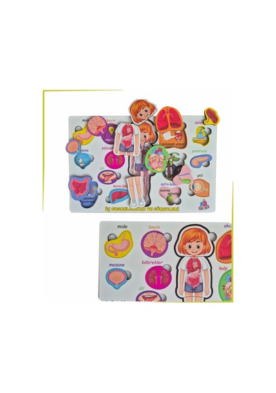 Bedenimi Öğreniyorum İç Organlarımız Ve Görevleri Puzzle Bul - Tak