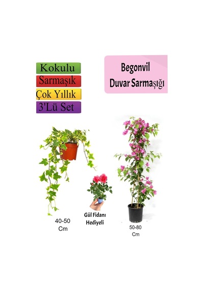 Amerikan Duvar Sarmaşığı+ Pembe Begonvil+ Gül Fidanı Hediyeli