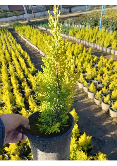 (8 Adet) Üreticiden Limon Çamı, Limon Servi, +40 Cm. Üzerinde,