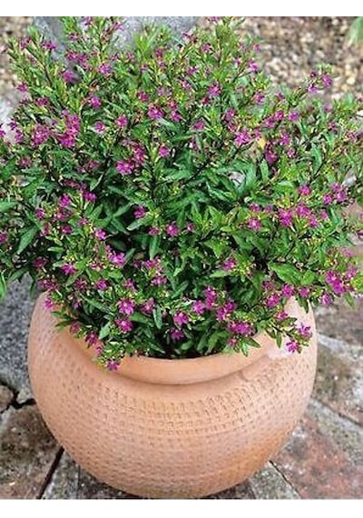 Serada Decor Plant Kufeya Cennet Çiçeği Mor - Cuphea Hyssopifolia 20-30cm İç Mekan Bitkileri