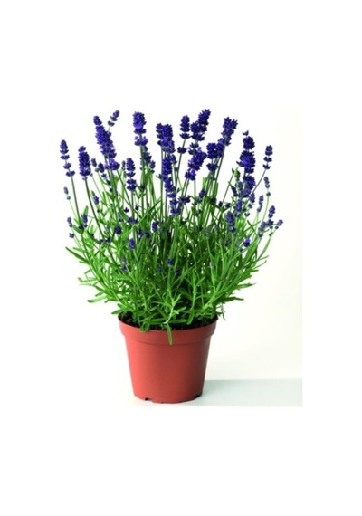 Su Yeşili Lavanta Çiçeği Fidanı 10-20 Cm