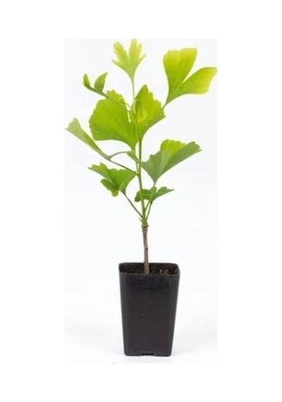 Ginkgo Biloba Fidanı 5 Adet - Mabet Ağacı