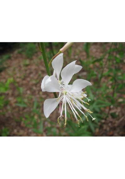 10 Adet White Gaura Whırlıng Butterflıes Tohumu