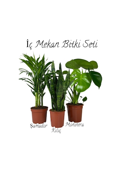 İç Mekan Salon Seti Şamador 15-25cm -yeşil Kılıç 20-40cm -deve Tabanı 40-60cm