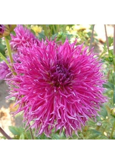 Dentelle DForestier Dahlia Yıldız Çiçeği Soğanı Yumrusu 1 Adet