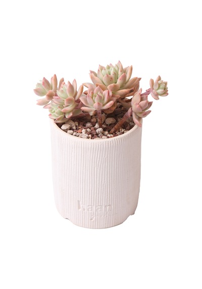 Sedeveria Markus Variegata - Sukulent Haangarden