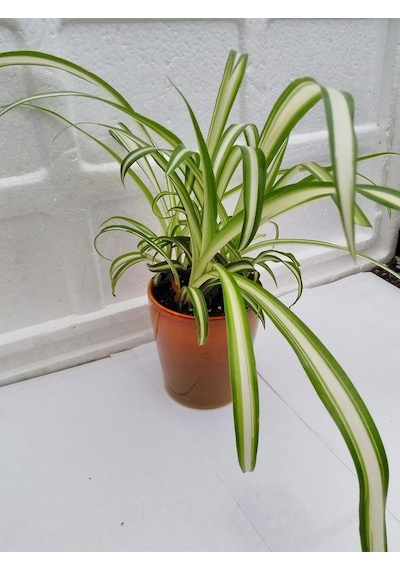 Kurdele Çiçeği Chlorophytum Comosum 20-40cm 14cm. Saksıda