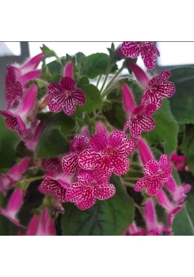 Özel Çeşit Rongo Kohleria Japon Küpelisi Çiçeği Fidesi Mini Potta