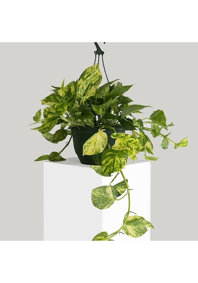 Salon Sarmaşığı Pothos -  Ev Ofis Bitkisi
