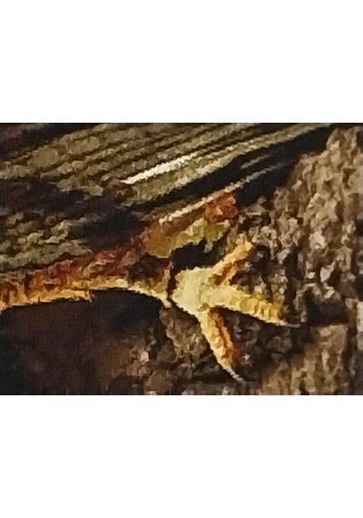 İran El Dokuması Tablo Halı Şahin Ebat: 40 X 76 Cm Çok Renkli
