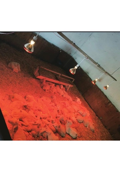 Şavk Isıtıcı Lamba 250 Watt Kırmızı-e27 Duy