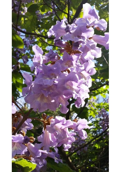 Pavlonya Fidanı / Çin Kavağı Paulownia Tomentosa