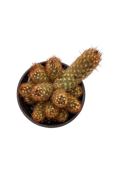 Mammillaria Elongata 'copper King' Kaktüs Ø8,5 Cm Y10-15 Cm