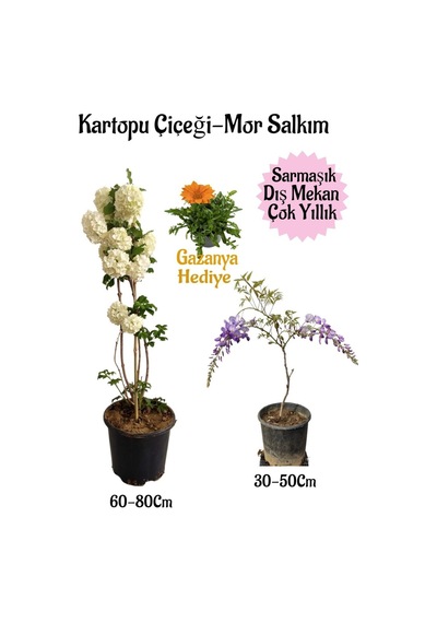 Kartopu Çiçeği 1 Adet+mor Salkım 1 Adet+kırmızı Gazanya Saksılı Bahçe Seti