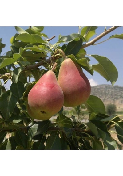 Etruşka Armut Fidanı Yarı Bodur, Saksılı, 2 Yaş