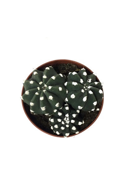 Echinopsis Subdenudata (Kaktüs) Ø8,5 CM Y10-15 CM