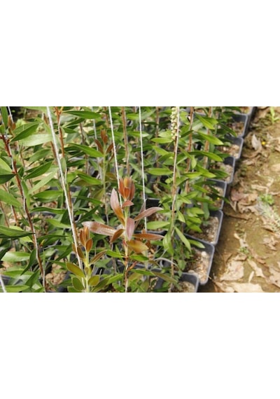 Fırça Çalısı Callistemon Laevis 5 Adet