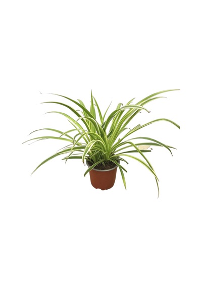 Chlorophytum Comosum 'ocean' Kurdele Çiçeği Ø12 Cm Y20-25 Cm