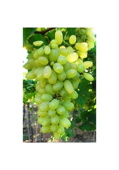 Çekirdeksiz Yeşil-sarı Üzüm Fidanı 10-20 Cm