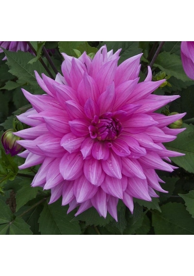 Minouche Dahlia Yıldız Çiçeği Yumrusu 1 Adet