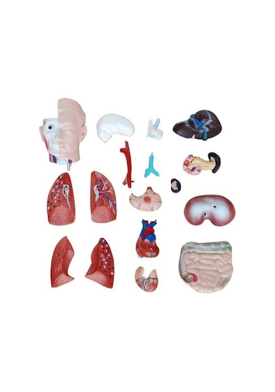 Ece İnsan Vücudu Modeli Torso 42cm 18 Parça Cinsiyetsiz Gerçekçi