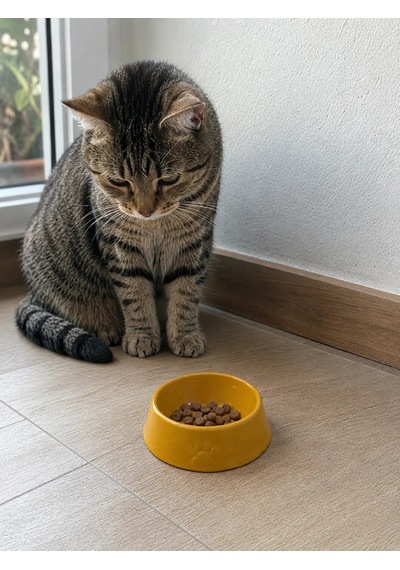 Pati Desen Model Beton Kedi Köpek Mama Ve Su Kabı 13 Cm Çap X 4 Cm - Bronz