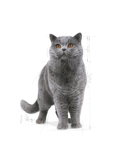 Royal Canin British Shorthair Adult Kedi Kuru Maması 2 Kg