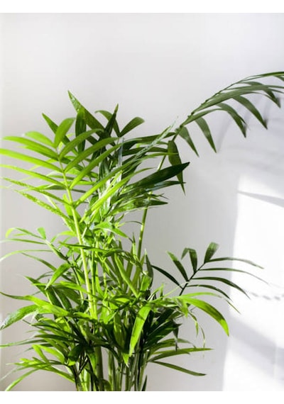 Videolu Areka-areca Salon Palmiyesi 1 Adet Saksılı 80-120 Cm Iç Mekan Bitkisi Chamaedorea Elegans