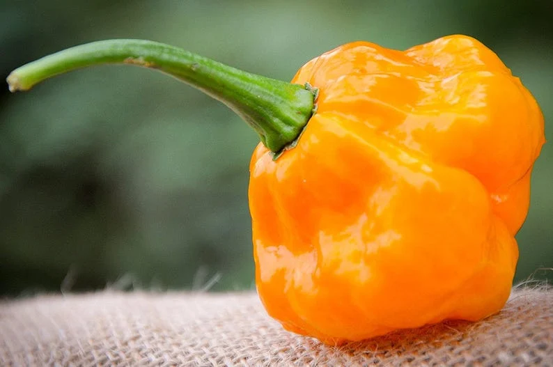 Scotch Bonnet Jamaican Yellow Pepper 350.000 Scoville - Gerçek Taze Acı Biber