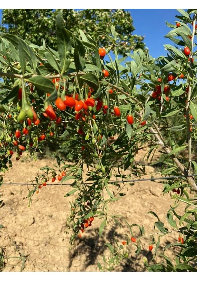 2 Adet Gojiberry Fidanı Gojiberryturkiye Farkıyla 1 Yaş 100 Cm
