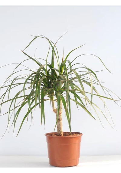 Salon Bitki Seti Dracaena Marginata 35-50cm -difenbahya 30-50cm -şamador 15-25cm