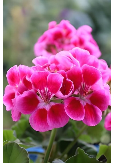 Açık Pembe Ceylangözü Sardunya Çiçeği 10-20 Cm