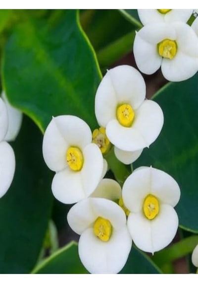 4'lü Karışık Renk Dikenler Tacı Çiçeği 10-15 Cm Tüplü Çiçekli Bodur Bitki Euphorbia Milii