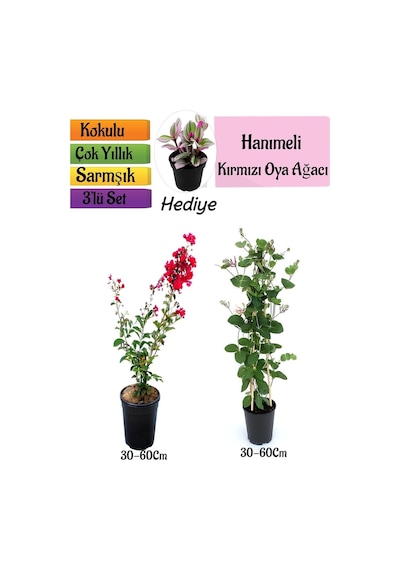 Kırmızı Oya Ağacı+kokulu Hanıme Çiçeği+telgraf Çiçeği 3'lü Peyzaj Seti