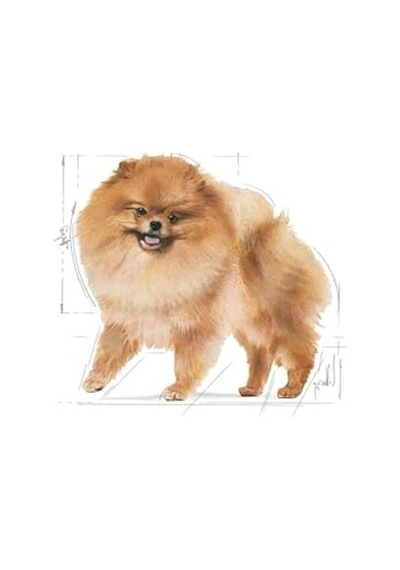 Royal Canin Köpek Pomeranian Köpek Konserve 12x85 Gr