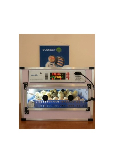 Evonest Kaz Uyumlu Kabin Tip Kuluçka Makinesi 64 Yumurtalık Kapasiteli