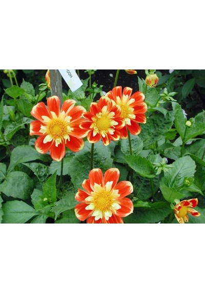 20 Adet Early Bırd Dahlıa Mixed Colors Flower Tohumu