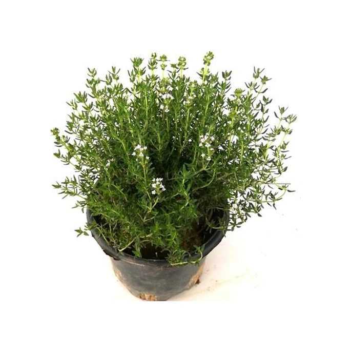 Saksılı Kekik Fidanı Potted Thyme Sapling 10-20 Cm