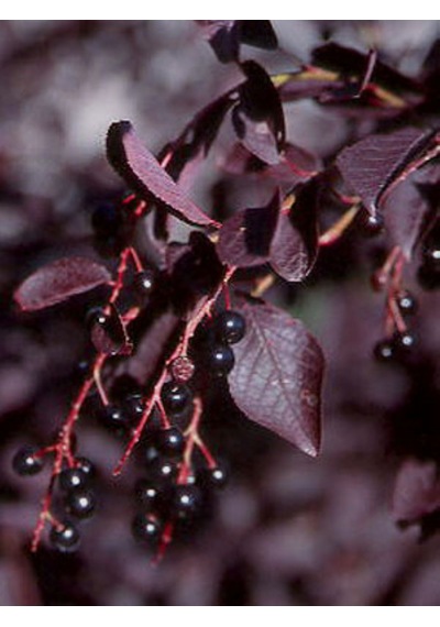 Kırmızı Yapraklı Süs Kirazı Prunus Schubert Fidanı 1-2 Yaş