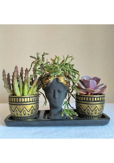Echeveria & Huernia & Rhipsalis 3'lü Sukulent Seti | Helen Siyah & Gold Seri