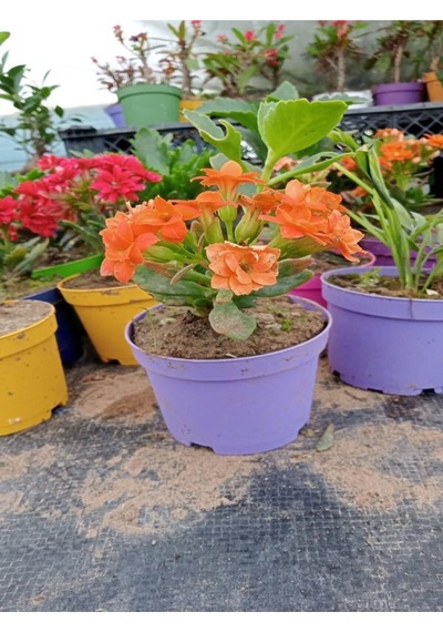 3'lü Mini Set 1 Adet Mor Rozet+1 Adet Turuncu Kalanşo+1 Adet Kırmızı Cam Güzeli