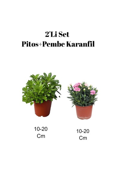2'li Set Pitos Bitkisi+ Pembe Karanfil Çiçeği Dış Mekan Bitkisi