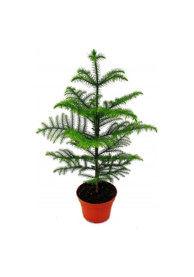 Salon Çamı Arokarya Araucaria 60-80 Cm Ev Bitkisi Ofis Bitkisi Salon Bitkisi
