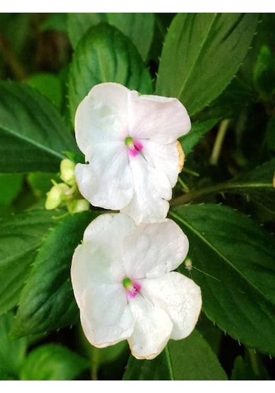 Beyaz Cam Güzeli Çiçeği Adet Saksılı 10-30cm Yeni Gine Çiçeği İmpatiens New Guinea